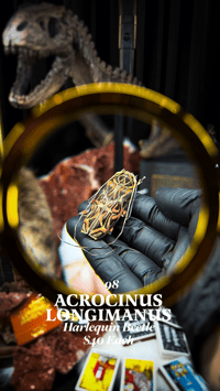 Acrocinus Longimanus (Harlequin Beetle)