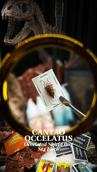 Cantao Occelatus (Occelated Shield Bug)