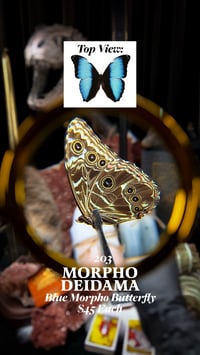 Morpho Deidama (Blue Morpho Butterfly)