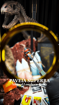 Paveia Superba (Striped Longhorn Beetle)