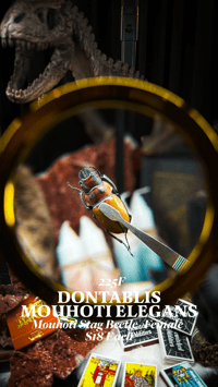 Dontablis Mouhoti Elegans (Mouhoti Stag Beetle) [Female]