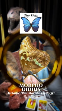 Morpho Didius (Metallic Blue Morpho Butterfly)