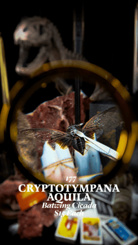 Cryptotympana Aquila (Batwing Cicada)