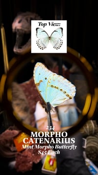 Morpho Catenarius (Mint Morpho Butterfly)