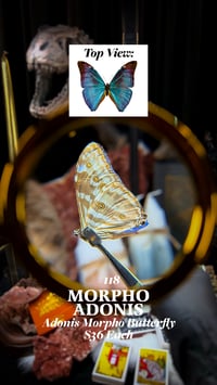 Morpho Adonis (Adonis Morpho Butterfly)