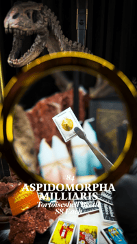 Aspidomorpha Milliaris (Tortoiseshell Beetle)