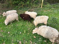 Image 2 of Sheep keeping and wool course 19/20th September 