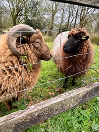 Image 4 of Sheep keeping and wool course 19/20th September 