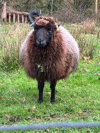 Image 3 of Sheep keeping and wool course 19/20th September 
