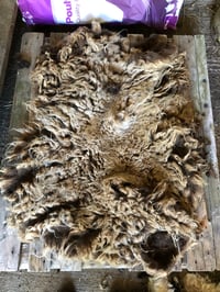 Image 5 of Sheep keeping and wool course 19/20th September 
