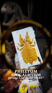 Phyllium Bioculatum (Orange Leaf Insect)
