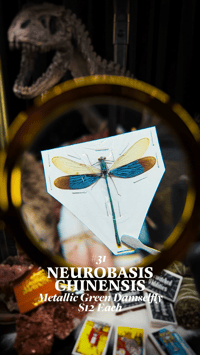 Neurobasis Chinensis (Metallic Green Damselfly)