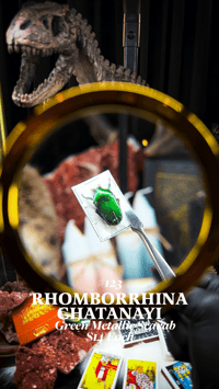 Heterorrhina Sexmaculata (Six-spotted Flower Beetle)