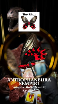 Antrophaneura Sempiri (Vampire Butterfly) [Female]