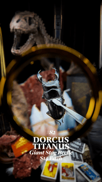 Dorcus Titanus (Giant Stag Beetle)