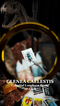 Glenea Caelestis (Celestial Longhorn Beetle)