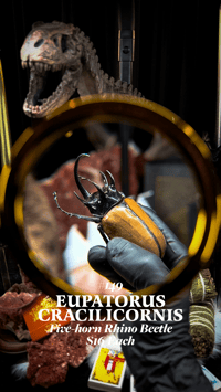 Eupatorus Cracilicornis (Five-horn Rhino Beetle)