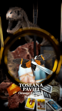 Toseana Paviei (Orange Cicada)