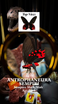Antrophaneura Sempiri (Vampire Butterfly) [Male]