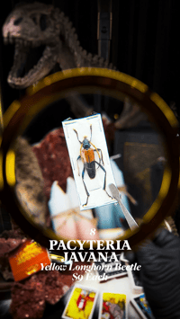Pacyteria Javana (Yellow Longhorn Beetle) [Unspread]