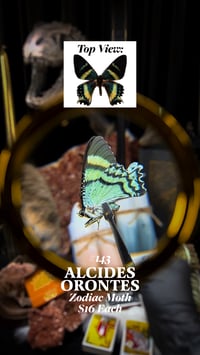 Alcides Orontes (Zodiac Moth)