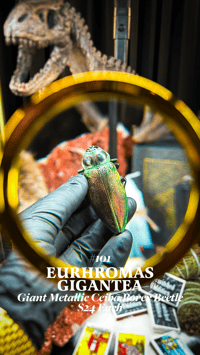 Eurhromas Gigantea (Giant Metallic Ceiba Borer Beetle)