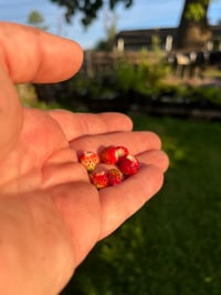 Image 7 of MIDSOMMAR FARM DINNER