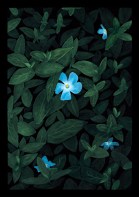 Image 1 of Periwinkle Glow