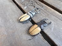 Image 2 of Rhinoceros Beetle