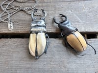 Image 3 of Rhinoceros Beetle