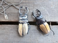 Image 4 of Rhinoceros Beetle