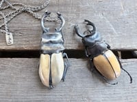 Image 5 of Rhinoceros Beetle