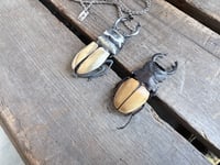 Image 6 of Rhinoceros Beetle