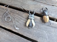 Image 8 of Rhinoceros Beetle
