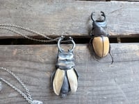 Image 10 of Rhinoceros Beetle