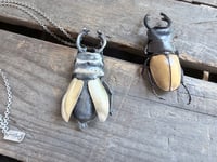 Image 1 of Rhinoceros Beetle