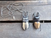 Image 11 of Rhinoceros Beetle