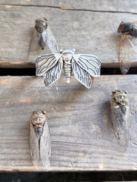 Image 12 of Cicada Cuff