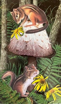 Forest Lives