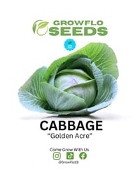 Golden Acre Cabbage Seeds