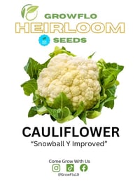 Heirloom Snowball Y Improved Cauliflower Seeds