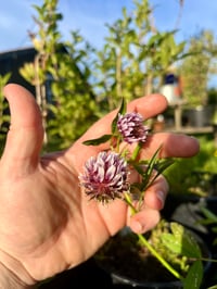Image 1 of Springbank Clover : Trifolium wormskioldii