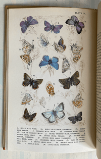 Image 2 of Butterflies and Moths in Britain by Vere Temple