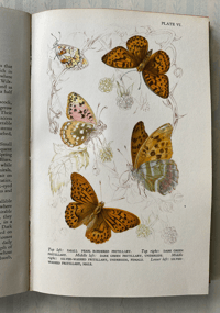 Image 3 of Butterflies and Moths in Britain by Vere Temple