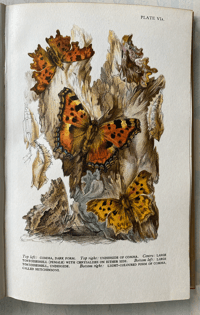Image 5 of Butterflies and Moths in Britain by Vere Temple