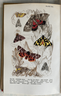 Image 4 of Butterflies and Moths in Britain by Vere Temple