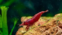 Neocardinia Shrimps
