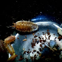Image 1 of Speckled Porcellio Scaber 