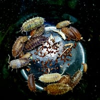 Image 3 of Speckled Porcellio Scaber 