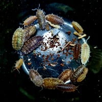 Image 2 of Speckled Porcellio Scaber 